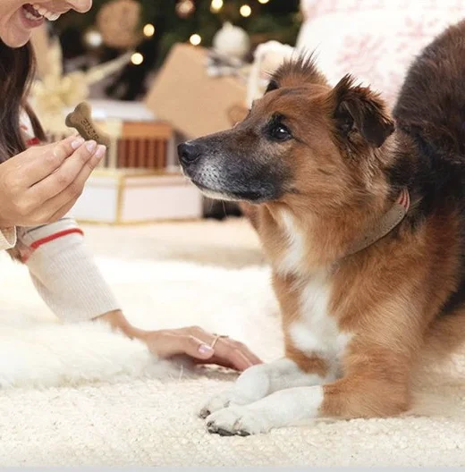 Chewy: Treat Your Pets, Treat Your Wallet