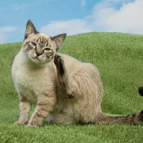 Everything Your Pet Needs, All in One Place: Shop PetSmart with GoCashBack