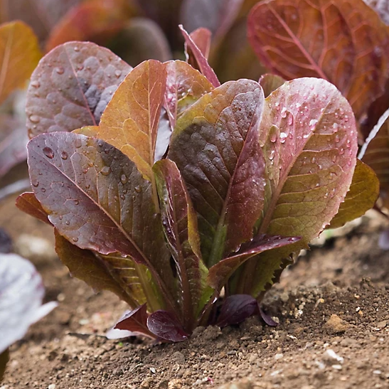 Tractor Supply Co: Dig into Spring Save Up to $150