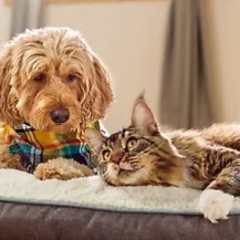 Chewy: Spend $100, Get $30 e-Gift Card