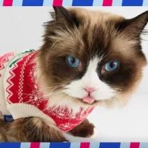 Chewy: Up to 50% OFF Plus More Deals