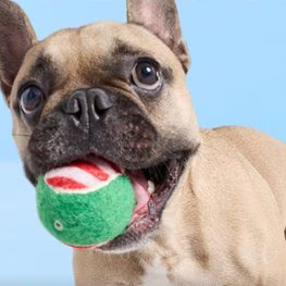 Chewy: Cyber Monday Extended Save Up to 50% OFF