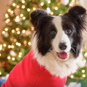 Chewy: Free $30 eGiftcard with $100 Purchase