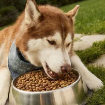 PetSmart: BOGO's on Food, Treats & More