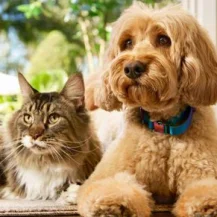 Chewy: Spend $100, Get a $30 e-Gift Card