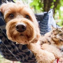 Chewy: Spend $49, Get a $20 e-Gift Card OFF Your First Chewy Purchase