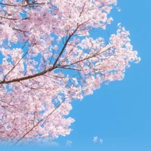 【Exclusive】HopeGoo-Travel Booking Platform: Hotels 5% OFF, Flight HKD100 OFF