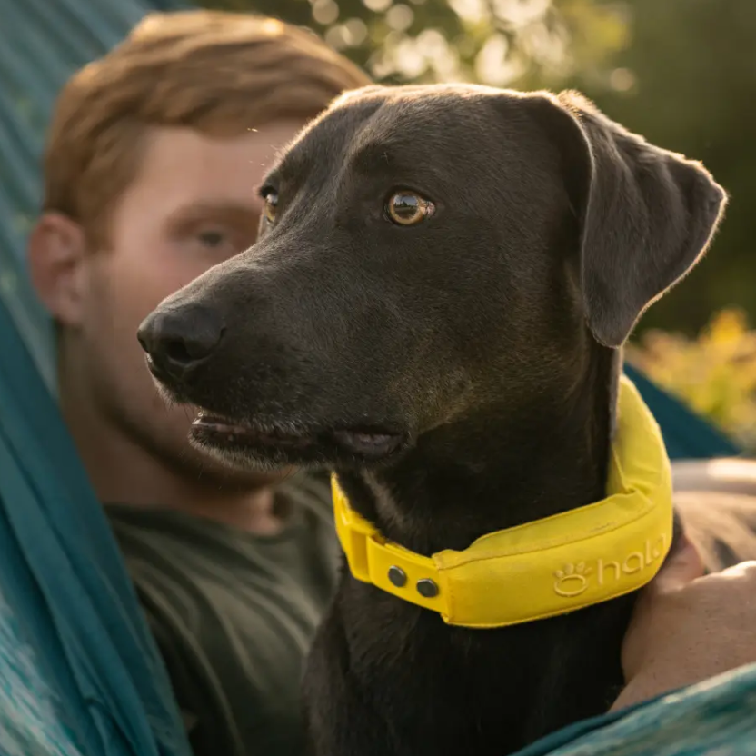 Halo Collar: Halo Collar 5 GPS Dog Fence
