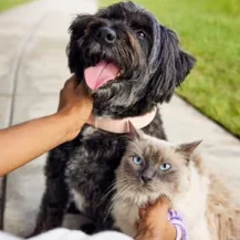 Chewy: $30 eGift Card with Your $100 Order