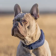 Halo Collar 5 GPS Dog Fence