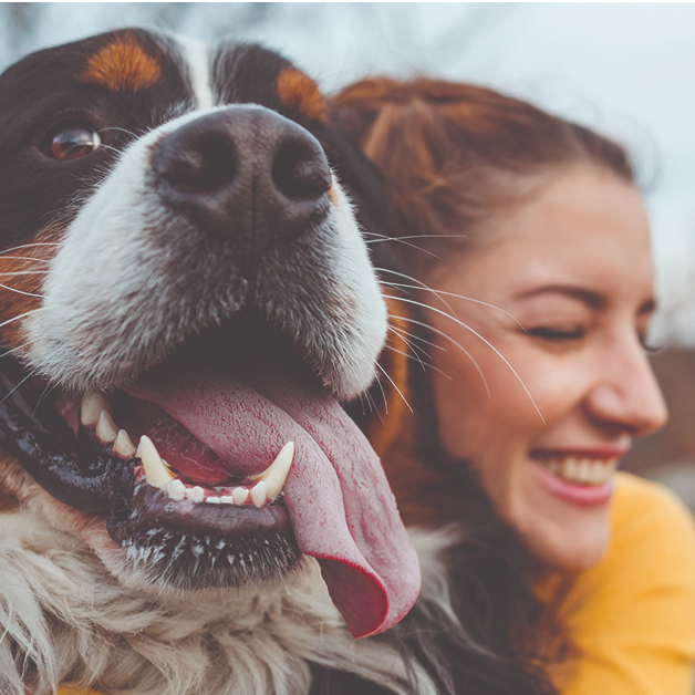 PetMeds: Sitewide Sale & Brand Deals