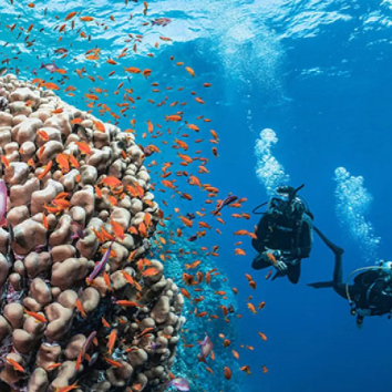 PADI: Club Membership Benefits
