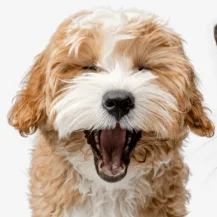 PetMeds: PetMeds Day Sale