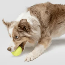 PetMeds: July Pet Care Deals