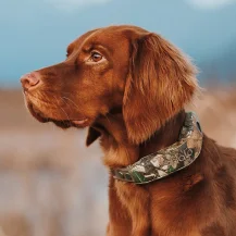 Halo Collar: Summer Safety Benefits Halo Collar 5