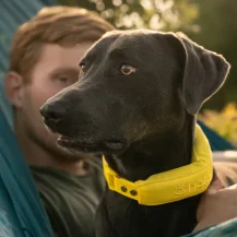 Halo Collar 5 Limited Time Sale