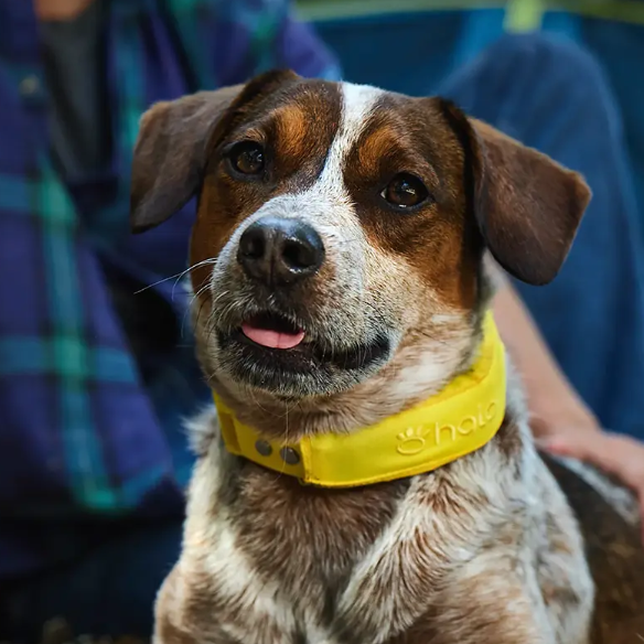 Halo Collar 4 - GPS Dog Fence