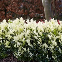J Parkers: Euonymus Japonicus 'Himalaya'