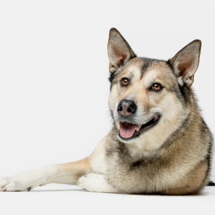 PetMeds: 40% OFF Your 1st Autoship. Plus 20% OFF 2nd Order & 5% Ongoing