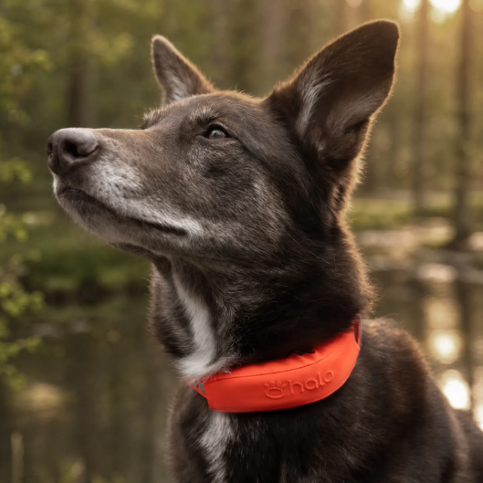 Halo Collar 4 - GPS Dog Fence